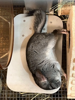 チンチラ クーラー