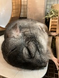 チンチラのクーラー