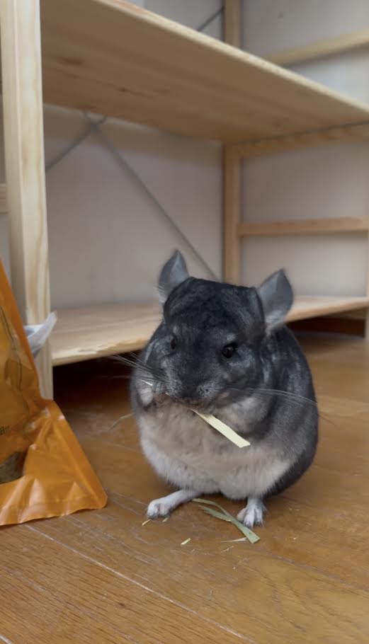 シナモンロール