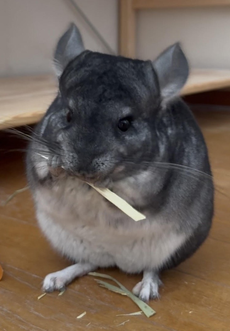 シナモンロール