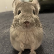 チンチラ　クーラー