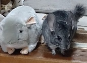 チンチラ　クーラー