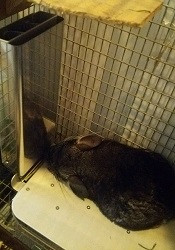 チンチラ　冷房