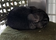 チンチラ　暖房