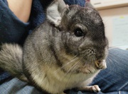 チンチラ　冷房