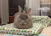 うさぎ　冷房