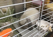 ウサギ　冷房