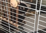 ウサギ　クーラー