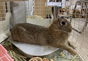 うさぎ　冷房