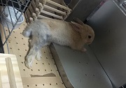 うさぎ　冷房