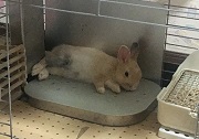 うさぎ　冷房