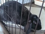 ウサギ　冷房