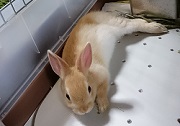 ウサギ　冷房