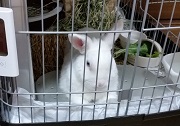 ウサギ　冷房