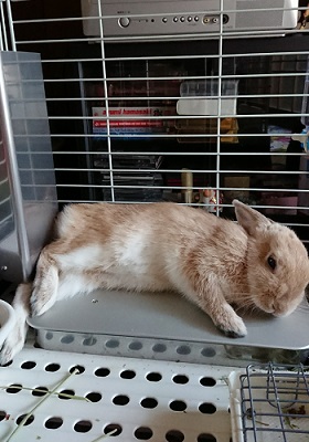 うさぎ　冷房