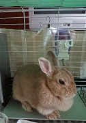 うさぎ　冷房
