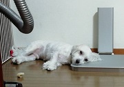 犬　冷房